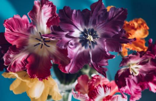 Διακοσμήσεις Ροζ Anthurium DIY: Αναβαθμίστε το Σπίτι σας με Τροπική Κομψότητα
